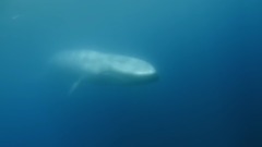 The Hunt 第一季全 4 .海上饑餓