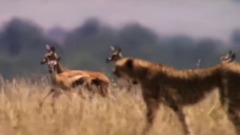 The Hunt 第一季全 5.無處藏身