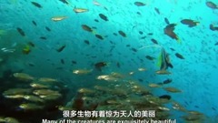 <大堡礁.自然奇跡>第1集