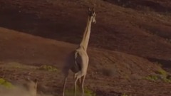 地球脈動Ⅱ中的生猛