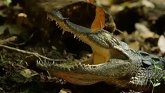 墨西哥瑪雅森林的秋天