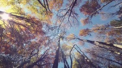 Autumn Leaves
