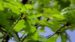 民樂群星,風景,音樂短片,輕音樂,樂動城市 - 冬去春來 大自然和鮮花季節變化