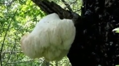 原創歌曲-家鄉美