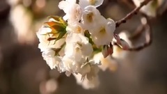 德壽宮石墻路的春天