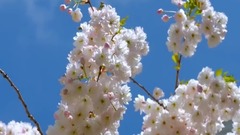 民樂群星,風景,音樂短片,輕音樂,樂動城市 - 絢麗多彩的花朵 聆聽大自然之聲