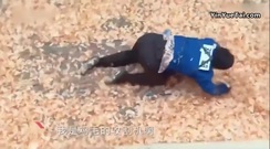 去錄<跑男>?迪麗熱巴西班牙合體鄭愷