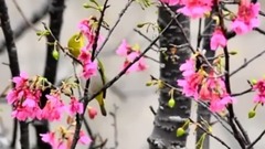 正聲廣播公司歌唱比賽 第二名 少龍 主唱<好預兆>