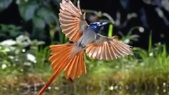 正聲廣播公司歌唱比賽 第二名 少龍 主唱<匆匆>