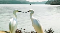 正聲廣播公司歌唱比賽 第二名 少龍 主唱<今宵多珍重>(新編)