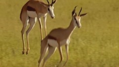 紀錄片<Africa.好望角> EP04