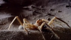<微型猛獸世界之旅E01.沖突> 中英字幕