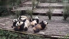音樂短片 - 大熊貓排隊取飯,太萌了!
