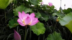 夏日荷花紅. 老式古風