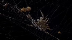 <微型猛獸世界之旅E02.掠食者>