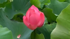 綻放的荷花特寫 原聲大碟背景樂