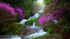 Senteurs Paradisiaques