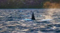虎鯨與座頭鯨的獵捕 <Blue Planet II>