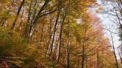 民樂群星,風景,音樂短片,輕音樂,樂動城市 - 潺潺溪流 寂靜的秋色美景