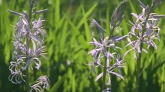 風景,音樂短片,輕音樂,樂動城市 - 鳥語花香的夏日美景