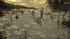 雨にぬれた花(雨中淋濕的花)