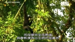 <中南半島野生大地.越南> 第二集