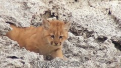 野性巴塔哥尼亞.第一集