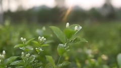 風景,音樂短片,輕音樂,樂動城市 - 廣西橫縣茉莉花茶風光