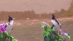 風景,音樂短片 - Mauritius Holiday - Birds and Beaches