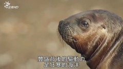 <野性巴塔哥尼亞> 第三集