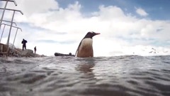 蕭瑋(麥田守望者) - 戀愛中的企鵝