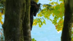 民樂群星,風景,音樂短片,輕音樂,樂動城市 - 俺家門口深秋的山林風光