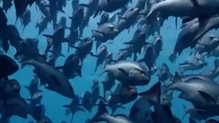 風景,影視原聲,音樂短片,輕音樂 - 海洋生物世界