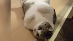 "貓かわいい"世界で最も太った貓 - 最も面白い貓の映畫 #105