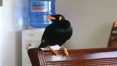 Myna bird singing Filipino Folk Song duet and talking in Taglish