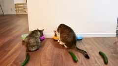 貓とうさぎにきゅうり置いてみた。- I put cucumbers behind cats and rabbits