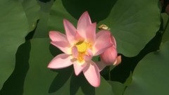 許嵩 - 素顏