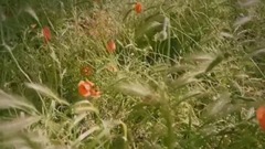 唯美溫馨風景短片 Konova滑軌拍攝