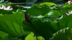 亭亭出水中 荷之韻