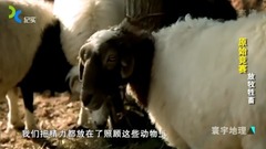 影視原聲 - 原始競賽 上海紀實 8、放牧牲畜