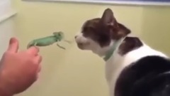 喵星人與各種動物相處