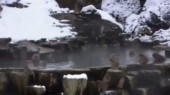 風景,音樂短片,輕音樂,樂動城市 - 冬雪中的溫泉猴子