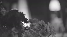 Natalia Lafourcade - Danza de Gardenias (En Mano de Los Macorinos) (Lyric Video)