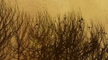 Michael Forster - Bu ert J?rdin