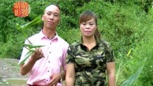  - 貴州山歌：哥是青藤緾妹身，質樸樸的山歌表達了質樸樸的愛情！