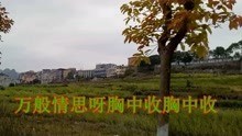 - 傷感歌曲：再見了大別山