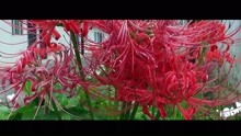  - 音畫欣賞 夏之韻