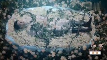  - 一千零一夜  愛最閃耀