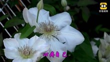  - 經典老歌