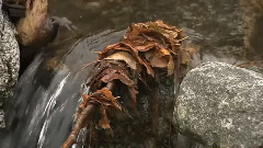 Adagio In D Minor